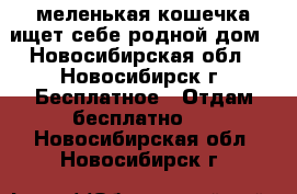 меленькая кошечка ищет себе родной дом - Новосибирская обл., Новосибирск г. Бесплатное » Отдам бесплатно   . Новосибирская обл.,Новосибирск г.